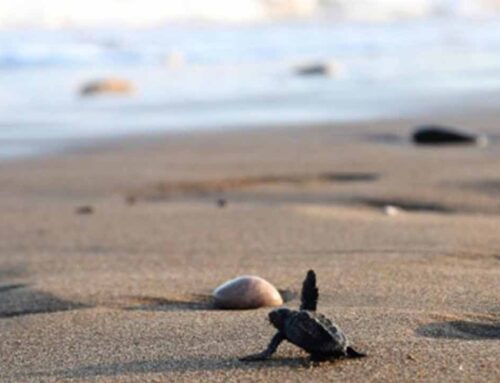 2 BÖLGE DAHA “KESİN KORUNACAK HASSAS ALAN” İLAN EDİLDİ